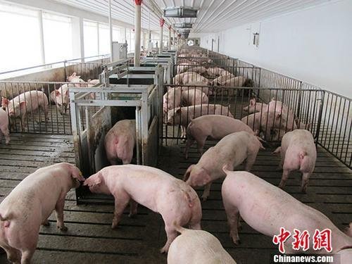 资料图：活猪养殖场。<a target='_blank'  data-cke-saved-href='http://www.chinanews.com/' href='http://www.chinanews.com/'>中新社</a>记者 林浩 摄