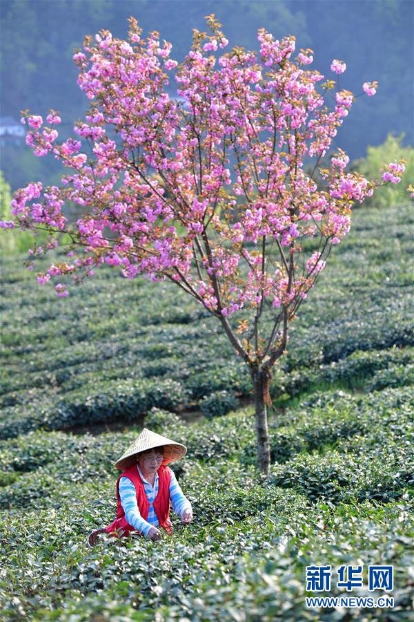 （经济）（2）陕西紫阳：富硒茶园添新绿